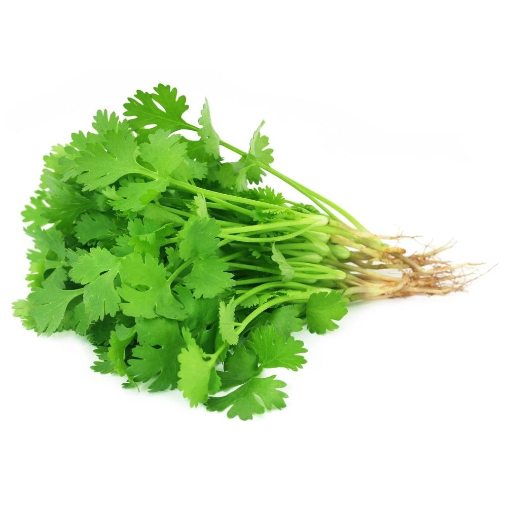 Fresh Coriander bunch